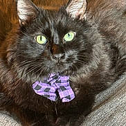Rezzy joined the competition — help win amazing prizes! cat, black_cat, green_eyes, fluffy, bow_tie, purple_bow_tie, pet, feline, cute, close_up, indoor, resting, fur, whiskers, portrait, animal, domestic_animal, cozy, relaxed, sitting