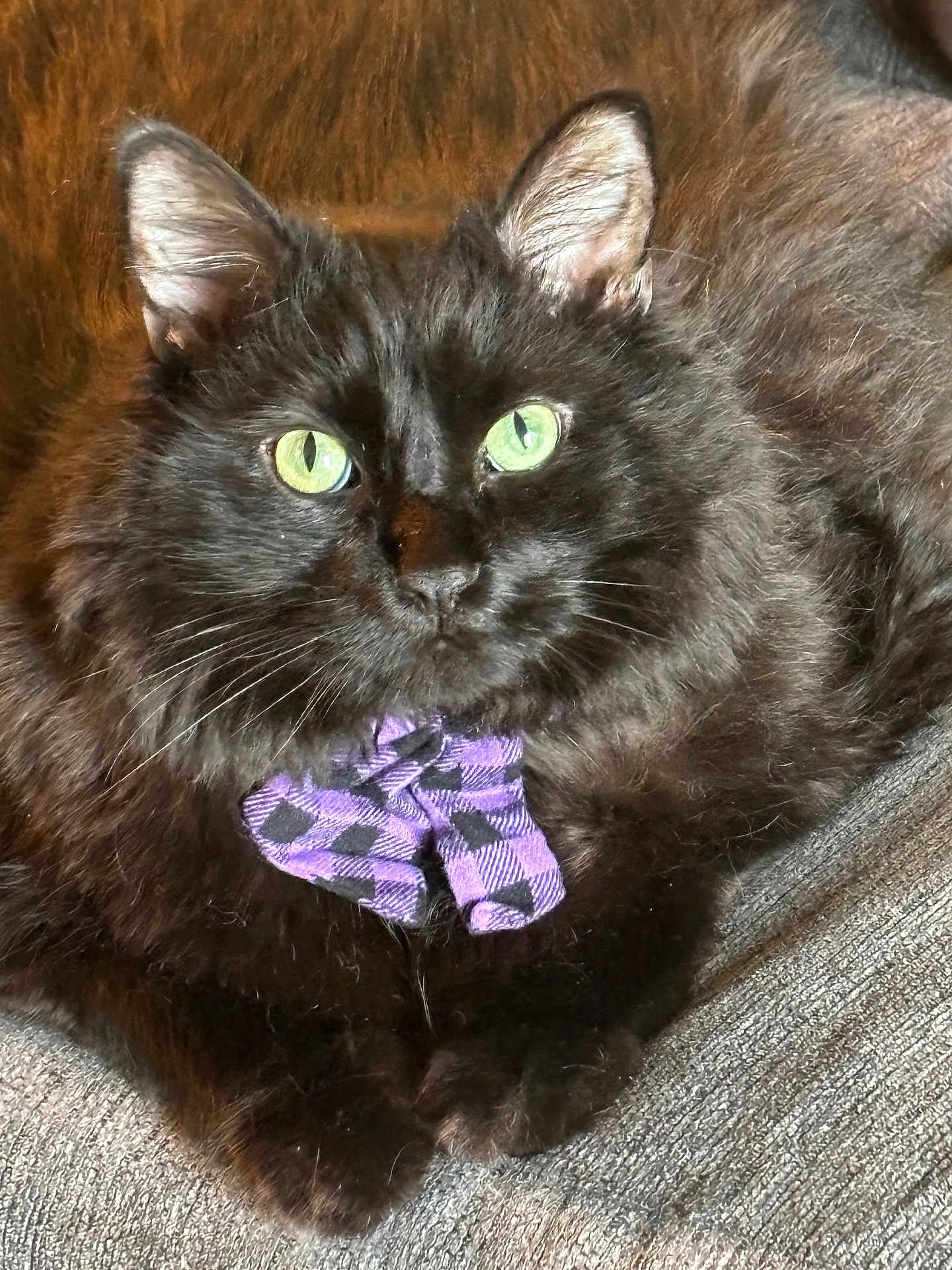Rezzy joined the competition — help win amazing prizes! cat, black_cat, green_eyes, fluffy, bow_tie, purple_bow_tie, pet, feline, cute, close_up, indoor, resting, fur, whiskers, portrait, animal, domestic_animal, cozy, relaxed, sitting