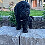 puppy, dog, black_dog, outdoor, garden, stone_wall, grass, house, curious, pet, young_dog, fur, small_dog, nature, daylight, greenery, animal, cute, adorable, backyard