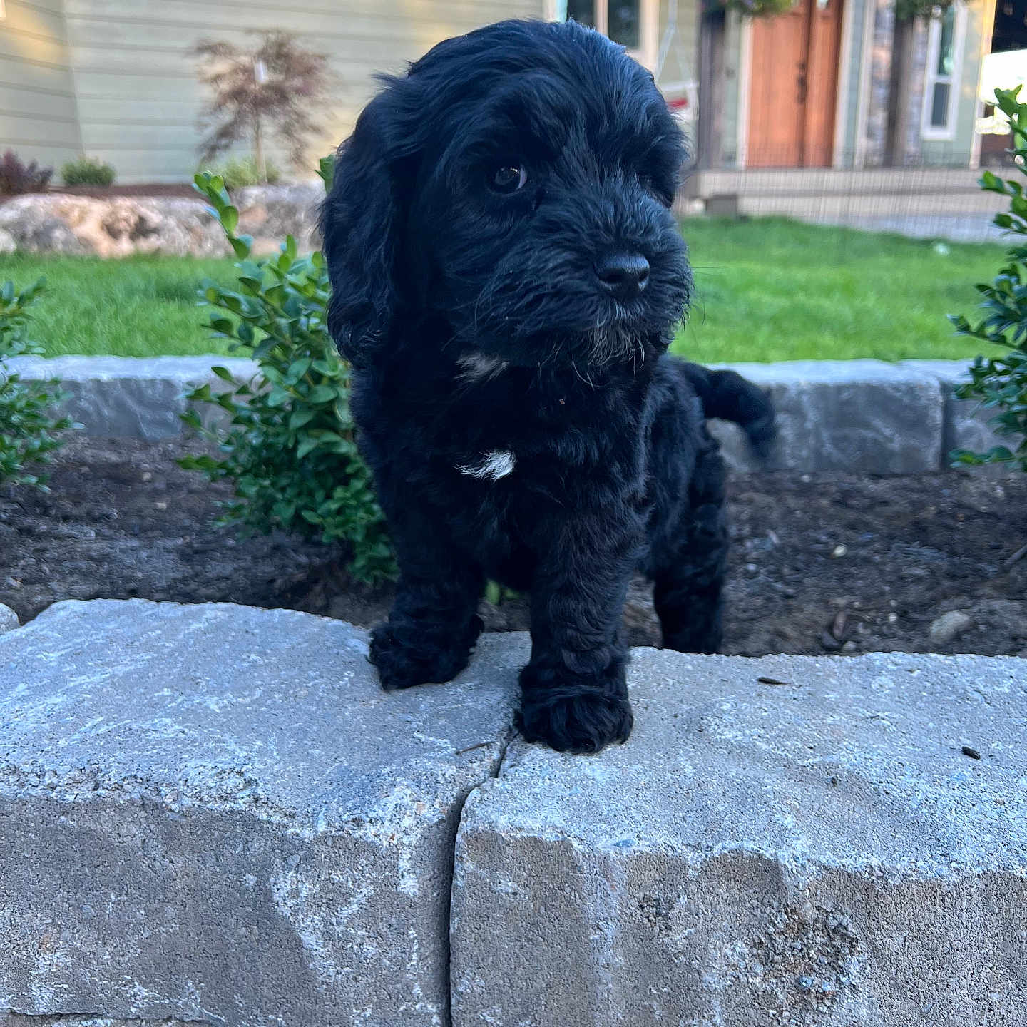 Spade is registered to the contest to win money with this photo: adorable, animal, backyard, black_dog, curious, cute, daylight, dog, fur, garden, grass, greenery, house, nature, outdoor, pet, puppy, small_dog, stone_wall, young_dog