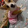 Luna is registered to the contest to win money with this photo: corgi, dog, puppy, pink_pajamas, sunglasses, bed, blanket, cute, pet, indoor, animal, fur, canine, playful, looking_at_camera, cozy, patterned_bedding, resting, small_dog, sleepwear