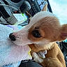 corgi, puppy, dog, close_up, car_interior, blanket, fluffy, cute, pet, animal, resting, dashboard, gear_shift, window, sky, seat, cozy, fur, ears, whiskers
