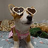 Luna is registered to the contest to win money with this photo: corgi, puppy, dog, heart_shaped_sunglasses, pink_dress, bed, blanket, cartoon_pattern, indoor, pet, cute, animal, canine, fur, ears, nose, paws, fashion, accessory, playful