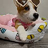 puppy, dog, pet_bed, heart_shaped_glasses, pink_clothing, floor, wood_floor, indoor, cute, adorable, young_dog, canine, resting, looking_away, cozy, colorful, soft_toys_pattern, playful, small_dog, domestic_animal