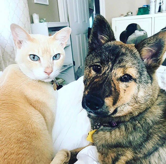 Leeu is registered to the contest to win money with this photo: carnivore, cat, companion_dog, dog, dog_breed, domestic_short_haired_cat, door, fawn, felidae, fur, german_shepherd_dog, herding_dog, king_shepherd, old_german_shepherd_dog, small_to_medium_sized_cats, snout, tail, vertebrate, whiskers, window