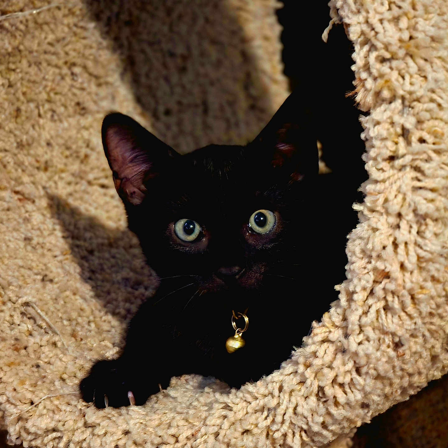 Ander joined the competition — help win amazing prizes! animal, bell_collar, black_cat, carpeted, cat_tree, claws, cozy, curious, cute, ears, feline, fur, indoor, kitten, looking, pet, playful, whiskers, wide_eyes, young_cat