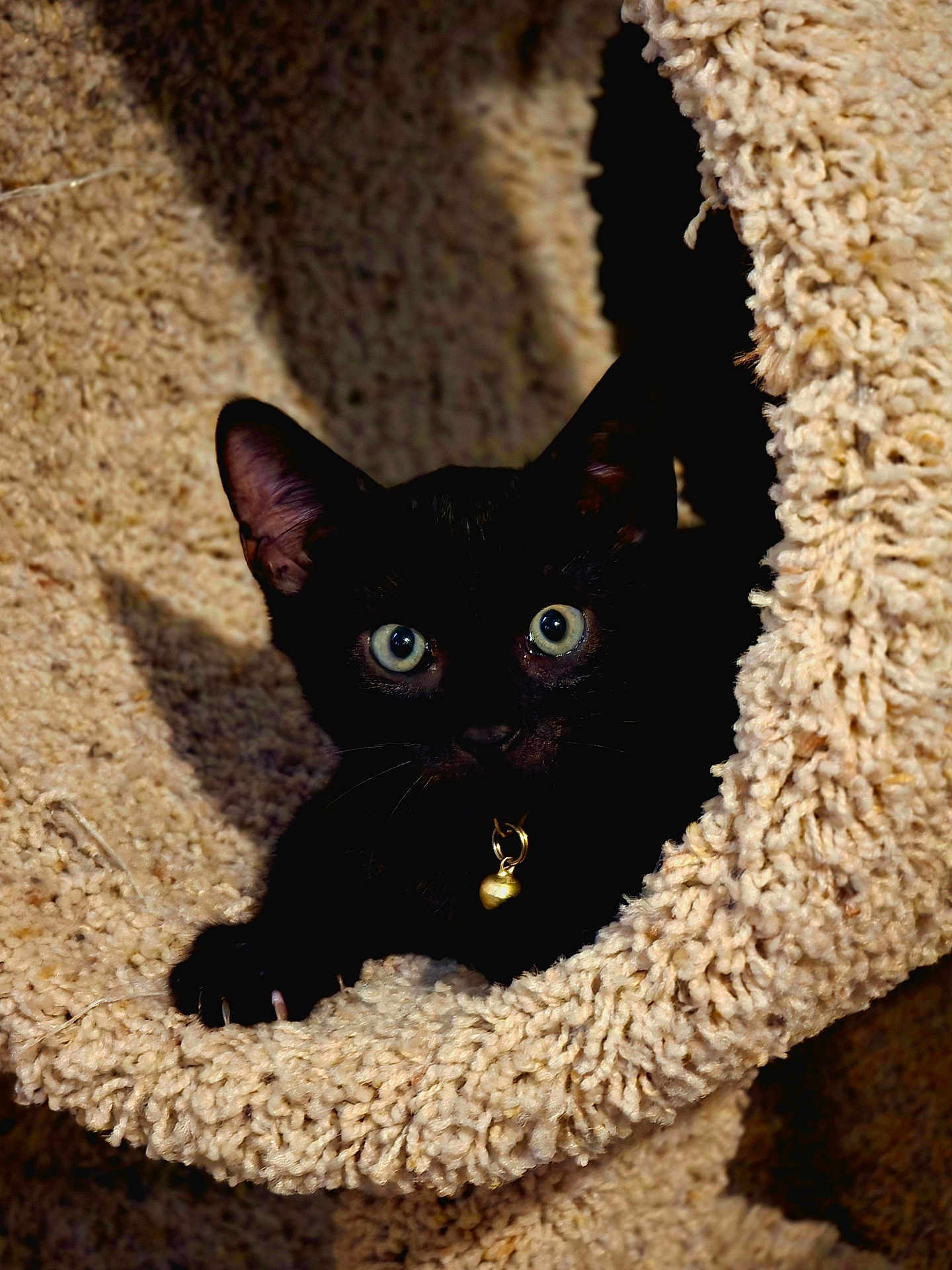 Ander joined the competition — help win amazing prizes! black_cat, kitten, cat_tree, carpeted, pet, indoor, curious, wide_eyes, bell_collar, feline, playful, cozy, animal, young_cat, ears, whiskers, claws, looking, fur, cute