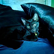 Ander is registered to the contest to win money with this photo: cat, black_cat, heterochromia, bed, pillow, indoor, pet, collar, bell, feline, animal, cute, looking_at_camera, resting, domestic_cat, fur, whiskers, ears, eyes, blue_bedspread