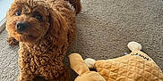 Maya joined the competition — help win amazing prizes! animal, brown_dog, carpet, cozy, curly_fur, cute, dog, floor, home, indoor, leg, looking_up, natural_light, pet, plush_toy, relaxed, soft_toy, stuffed_animal, toy_carrot, window