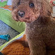 Maya is registered to the contest to win money with this photo: animal, blanket, brown, carpet, companion, couch, cozy, curious, curly_fur, cute, dog, furniture, green, home, indoor, orange, pet, poodle, relaxed, toy