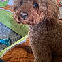 animal, blanket, brown, carpet, companion, couch, cozy, curious, curly_fur, cute, dog, furniture, green, home, indoor, orange, pet, poodle, relaxed, toy
