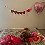 Maya is registered to the contest to win money with this photo: brown_dog, collar, cozy, cute, decorations, dog, floor, heart_balloon, heart_garland, indoor, natural_light, pet, plush_toys, relaxed, rug, toy, valentines_day, wall, window, wood_floor