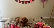 Maya joined the competition — help win amazing prizes! brown_dog, decorations, dog, floor_vent, heart_balloon, home, indoor, love_maya_banner, pet, pet_collar, playful, plush_toys, relaxed, shaggy_rug, toy_chocolate, toy_donut, toy_heart, toy_pink, wall_banner, wooden_floor
