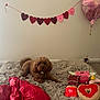 Maya joined the competition — help win amazing prizes! brown_dog, decorations, dog, floor_vent, heart_balloon, home, indoor, love_maya_banner, pet, pet_collar, playful, plush_toys, relaxed, shaggy_rug, toy_chocolate, toy_donut, toy_heart, toy_pink, wall_banner, wooden_floor