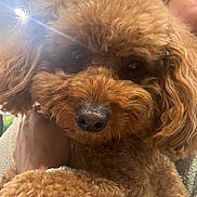 Maya joined the competition — help win amazing prizes! animal, brown_fur, calm, close_up, companion, cozy, curly_fur, cute, dog, domestic_animal, face_partially_visible, fur_texture, hand, holding, indoor, lens_flare, person, pet, poodle, portrait