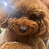 animal, brown_fur, calm, close_up, companion, cozy, curly_fur, cute, dog, domestic_animal, face_partially_visible, fur_texture, hand, holding, indoor, lens_flare, person, pet, poodle, portrait