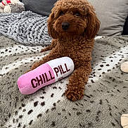 Maya is registered to the contest to win money with this photo: blanket, brown, chill_pill, couch, cozy, curly_fur, cushion, cute, dog, fur, indoor, knitted_blanket, nose, paw, pet, plush_toy, poodle, portrait, sitting, toy