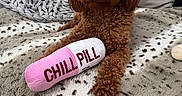 Maya is registered to the contest to win money with this photo: blanket, brown, chill_pill, couch, cozy, curly_fur, cushion, cute, dog, fur, indoor, knitted_blanket, nose, paw, pet, plush_toy, poodle, portrait, sitting, toy