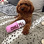 blanket, brown, chill_pill, couch, cozy, curly_fur, cushion, cute, dog, fur, indoor, knitted_blanket, nose, paw, pet, plush_toy, poodle, portrait, sitting, toy