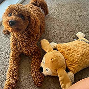 Maya is registered to the contest to win money with this photo: animal, brown_dog, carpet, close_up, companion, curly_fur, cute, dog, domestic, friendly, furry, indoor, lying_down, pet, pet_toy, plush_toy, relaxed, soft_texture, toy, window_light