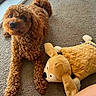 animal, brown_dog, carpet, close_up, companion, curly_fur, cute, dog, domestic, friendly, furry, indoor, lying_down, pet, pet_toy, plush_toy, relaxed, soft_texture, toy, window_light
