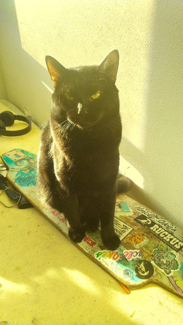 Bigbaby Warrior Martinez joined the competition — help win amazing prizes! black_cat, carnivore, cat, cat_supply, chartreux, domestic_short_haired_cat, felidae, floor, flooring, fur, grey, hardwood, paw, room, small_to_medium_sized_cats, snout, tail, terrestrial_animal, whiskers, wood