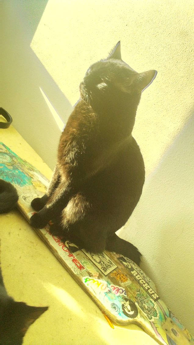 Bigbaby Warrior Martinez joined the competition — help win amazing prizes! black_cat, bombay, carnivore, cat, domestic_short_haired_cat, elbow, felidae, flooring, fur, houseplant, room, shadow, small_to_medium_sized_cats, snout, stairs, tail, terrestrial_animal, whiskers, window, wood