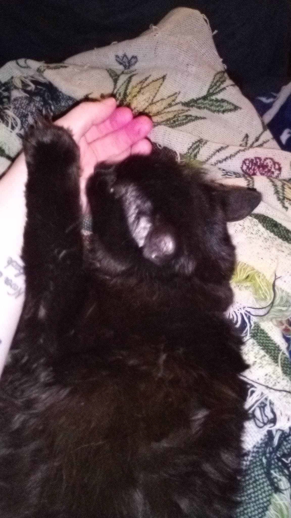 Beastess Solomas Snow is registered to the contest to win money with this photo: black_cat, canidae, carnivore, cat, claw, comfort, companion_dog, dog_breed, ear, felidae, foot, fur, gesture, nail, small_to_medium_sized_cats, snout, sporting_group, tail, tints_and_shades, whiskers