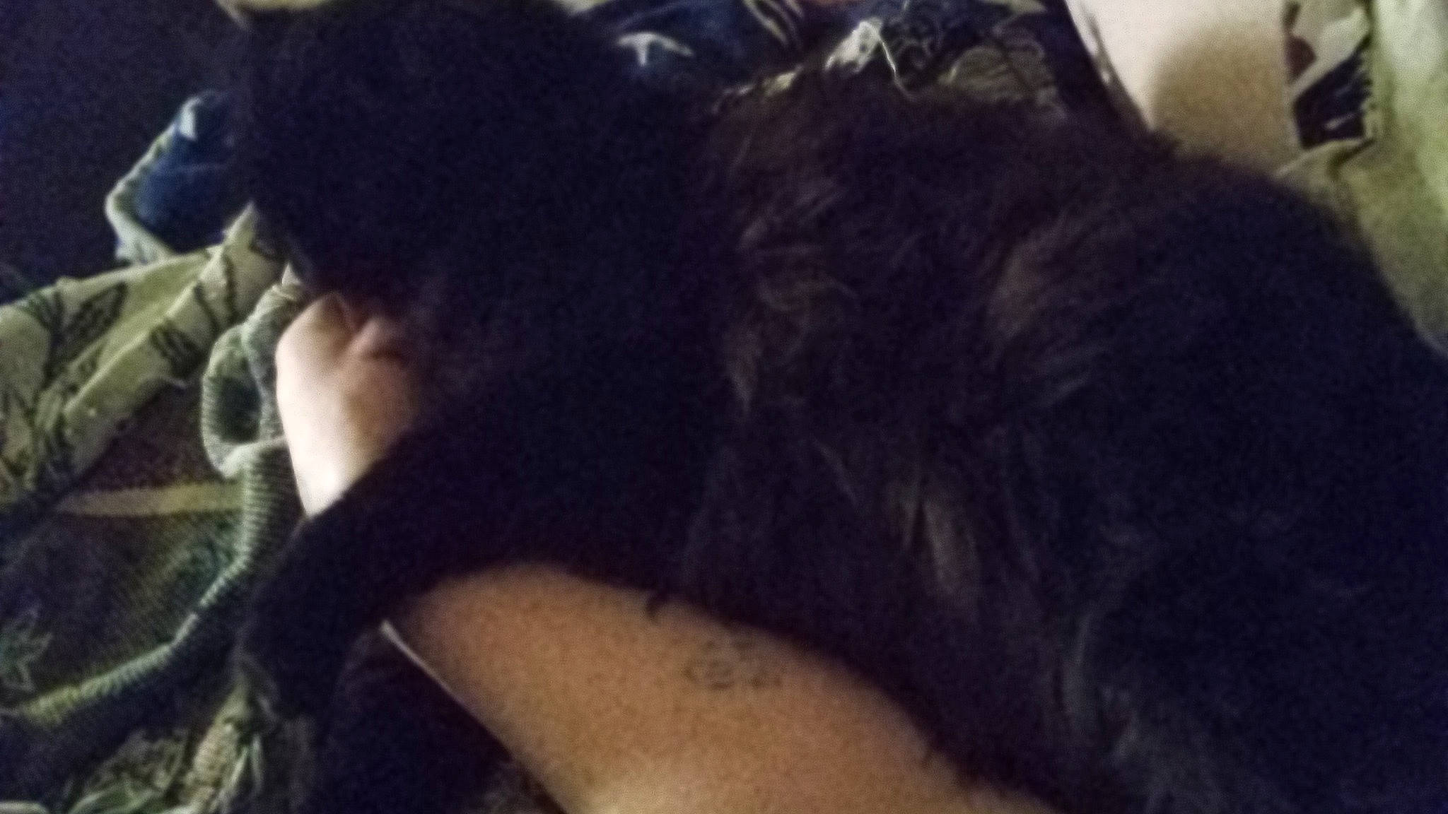 Beastess Solomas Snow is registered to the contest to win money with this photo: black_cat, cat, claw, comfort, companion_dog, dog_breed, ear, elbow, felidae, fur, gesture, human_leg, selfie, small_to_medium_sized_cats, tail, thigh, whiskers