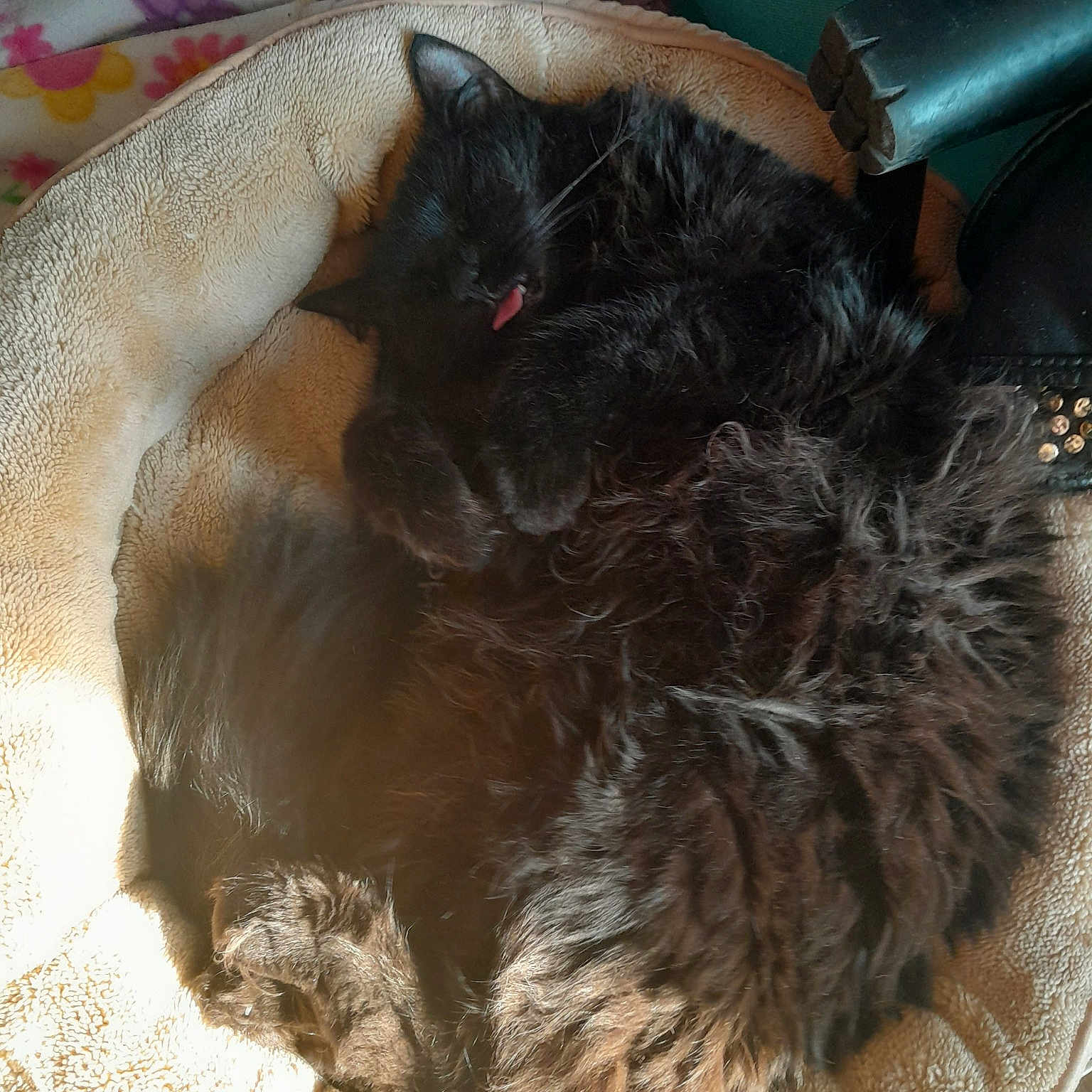 Beastess Solomas Snow