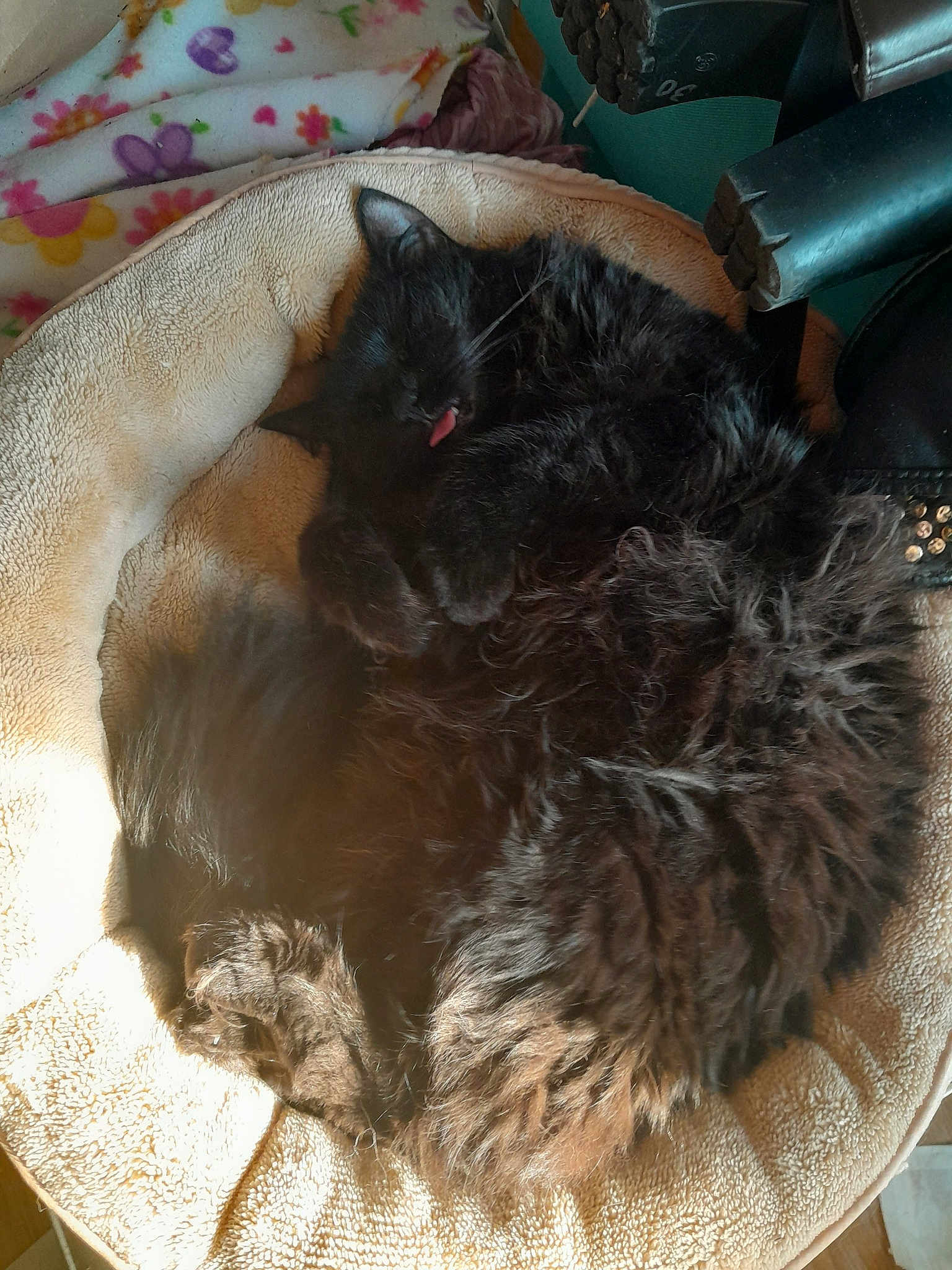 Beastess Solomas Snow