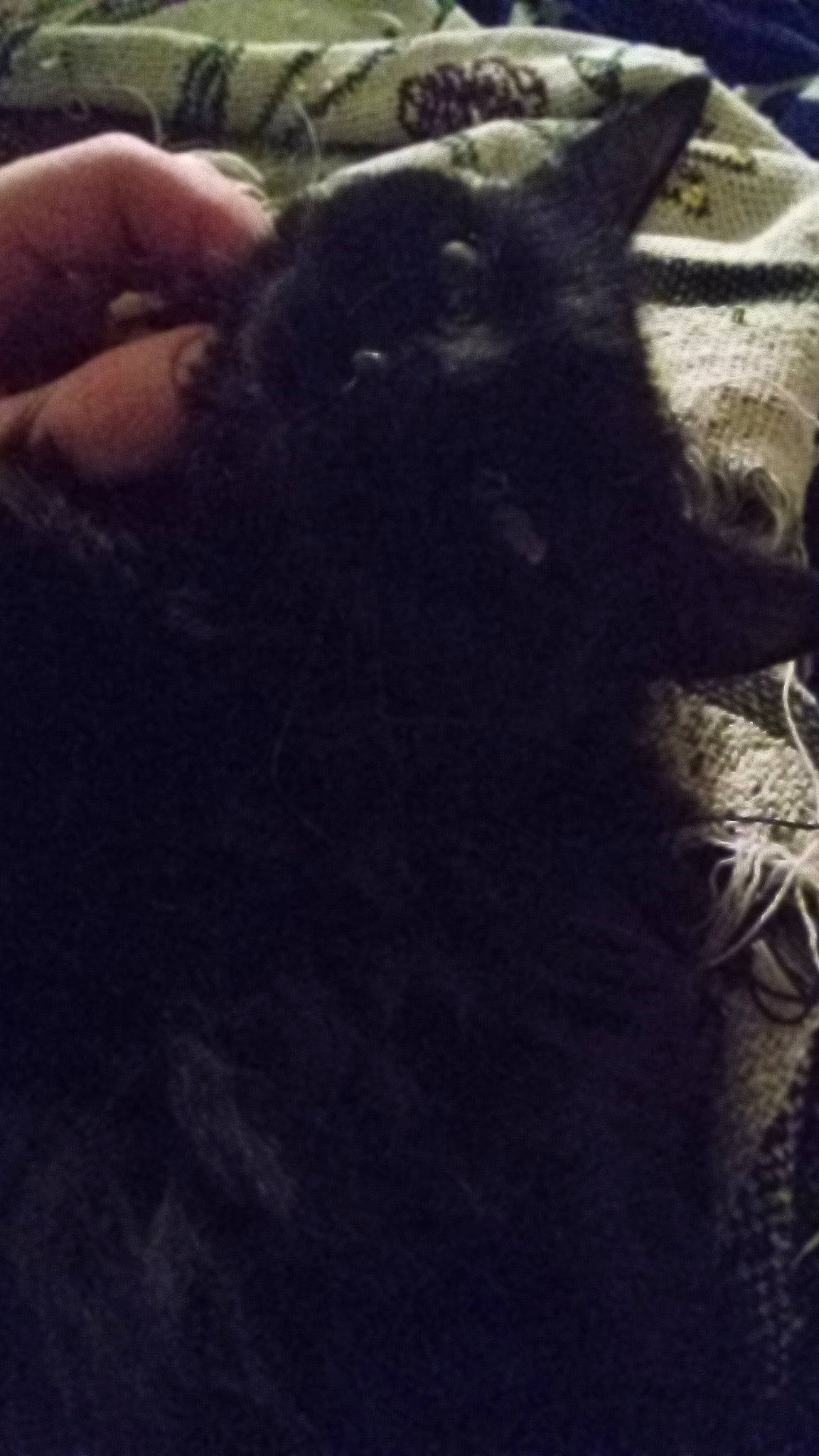 Beastess Solomas Snow is registered to the contest to win money with this photo: black_cat, canidae, carnivore, cat, cloud, dog_breed, domestic_short_haired_cat, electric_blue, fawn, felidae, fur, gesture, nail, sky, small_to_medium_sized_cats, tail, terrestrial_animal, thumb, whiskers, working_animal