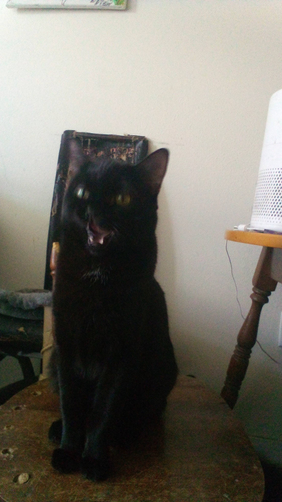 Bfg Lizard Godzilla is registered to the contest to win money with this photo: black_cat, bombay, carnivore, cat, domestic_short_haired_cat, felidae, floor, flooring, fur, hardwood, lamp, lampshade, lighting_accessory, room, small_to_medium_sized_cats, snout, tail, terrestrial_animal, whiskers, wood