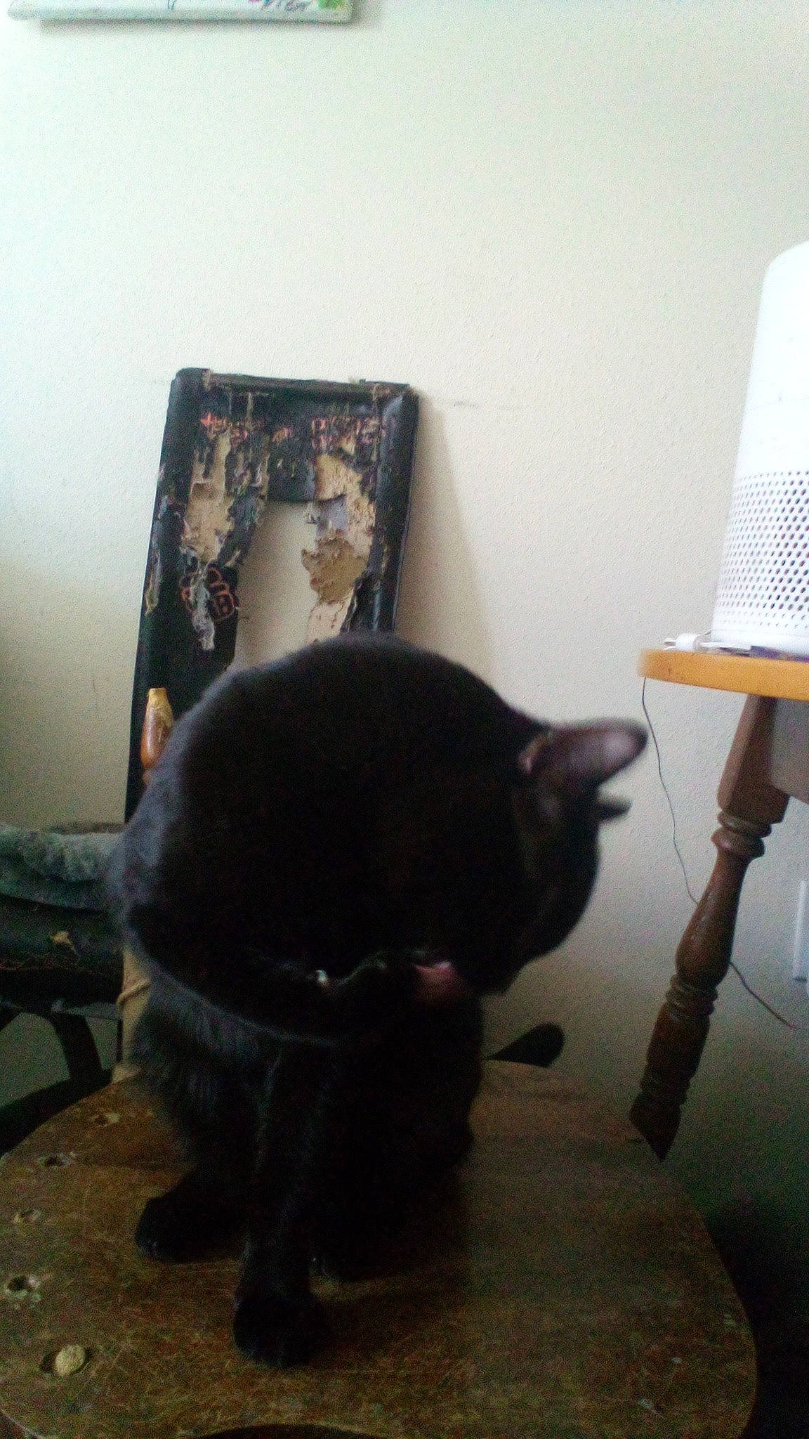 Bfg Lizard Godzilla joined the competition — help win amazing prizes! black_cat, bombay, carnivore, cat, comfort, dog_breed, domestic_short_haired_cat, felidae, floor, flooring, fur, hardwood, room, small_to_medium_sized_cats, snout, sporting_group, tail, terrestrial_animal, whiskers, wood