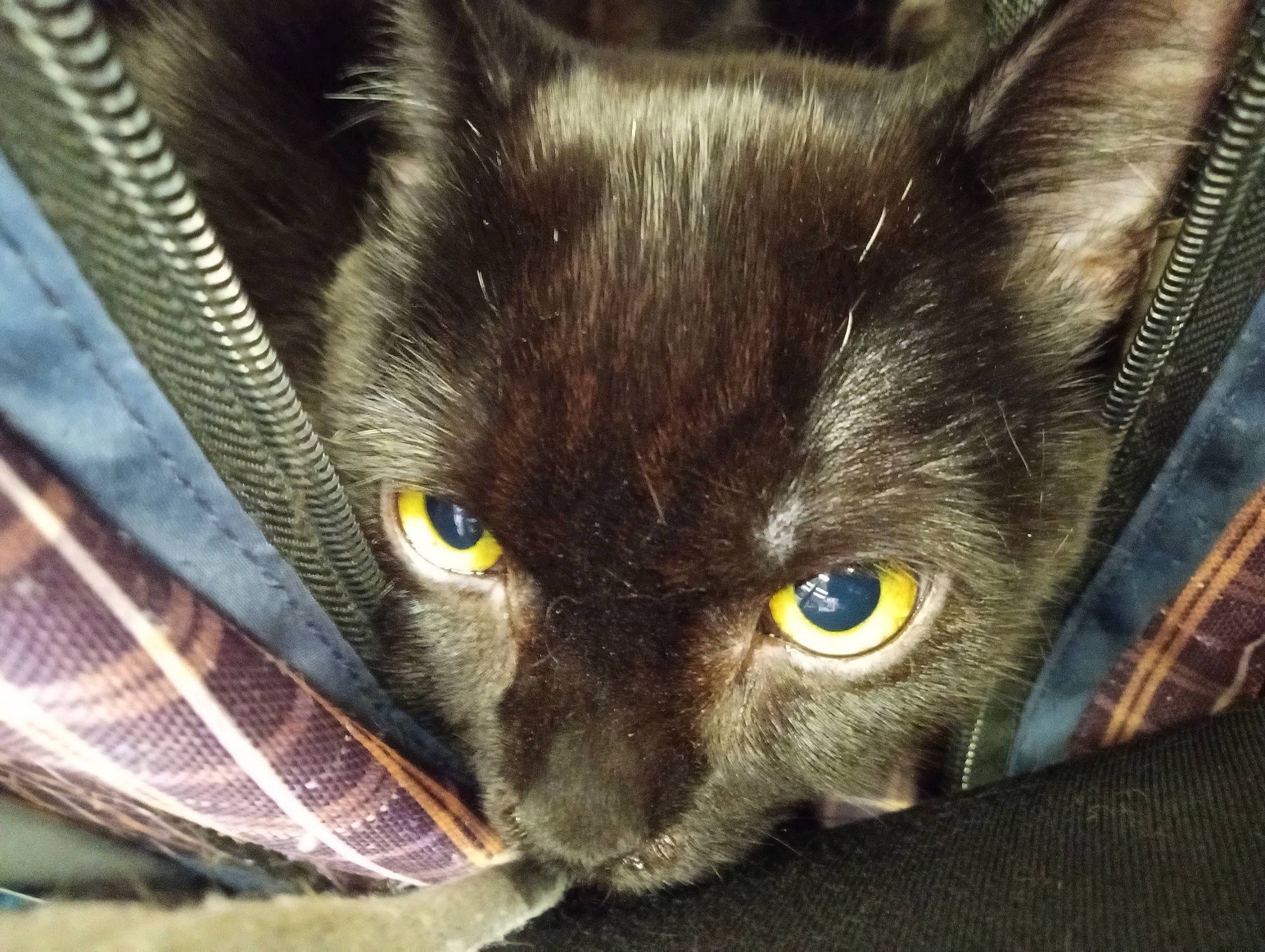 Bfg Lizard Godzilla is registered to the contest to win money with this photo: black_cat, bombay, carnivore, cat, claw, close_up, comfort, domestic_short_haired_cat, electric_blue, felidae, fur, small_to_medium_sized_cats, snout, whiskers