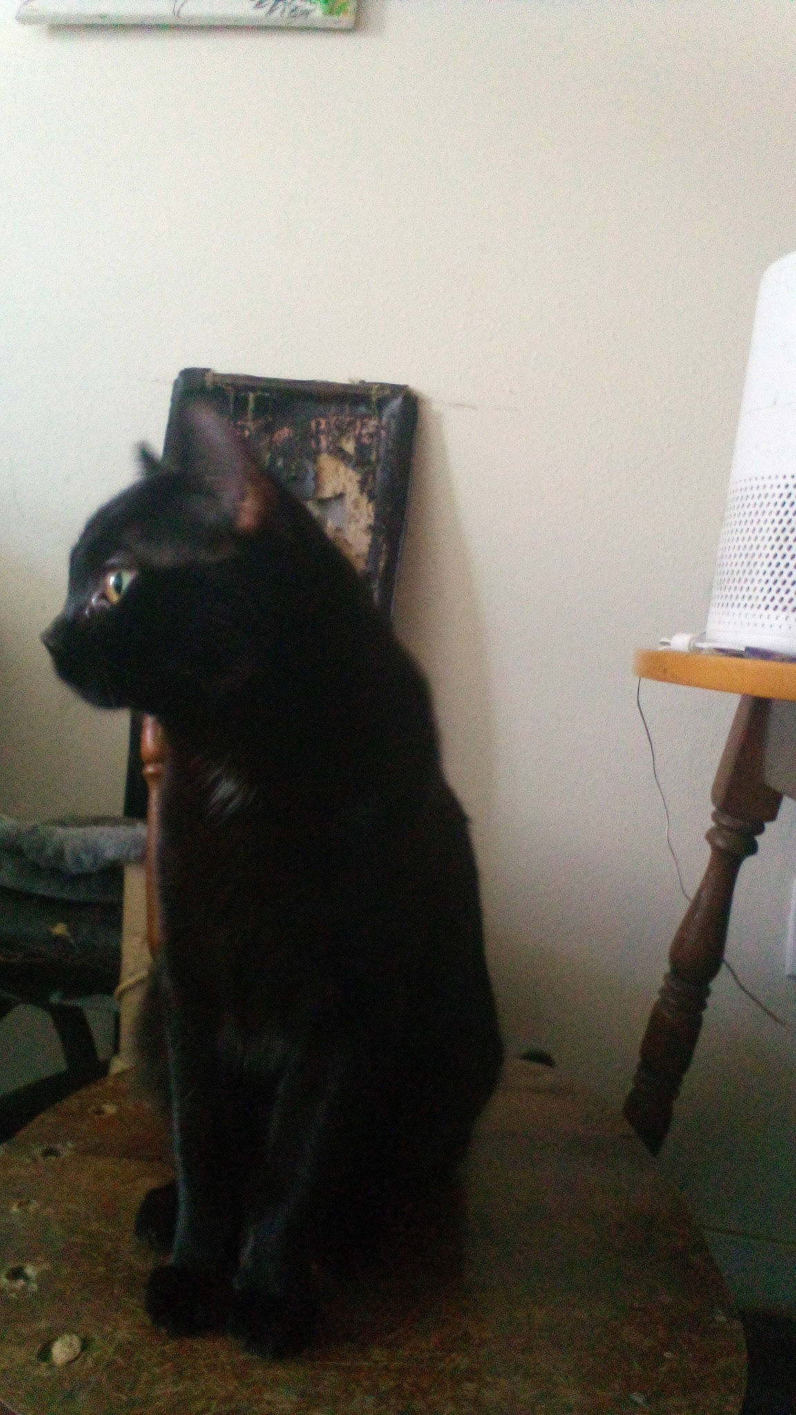 Bfg Lizard Godzilla joined the competition — help win amazing prizes! black_cat, bombay, carnivore, cat, comfort, domestic_short_haired_cat, felidae, flooring, fur, hardwood, lamp, lampshade, room, small_to_medium_sized_cats, snout, tail, terrestrial_animal, whiskers, wood