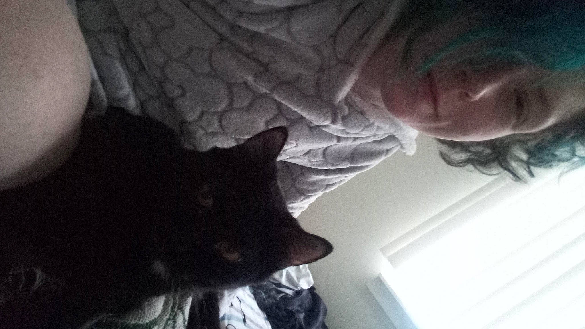 Rastah Lou Haze is registered to the contest to win money with this photo: beard, black_cat, carnivore, cat, comfort, domestic_short_haired_cat, ear, felidae, fur, gesture, grey, mammal, plant, sitting, small_to_medium_sized_cats, tail, tree, vertebrate, whiskers, window