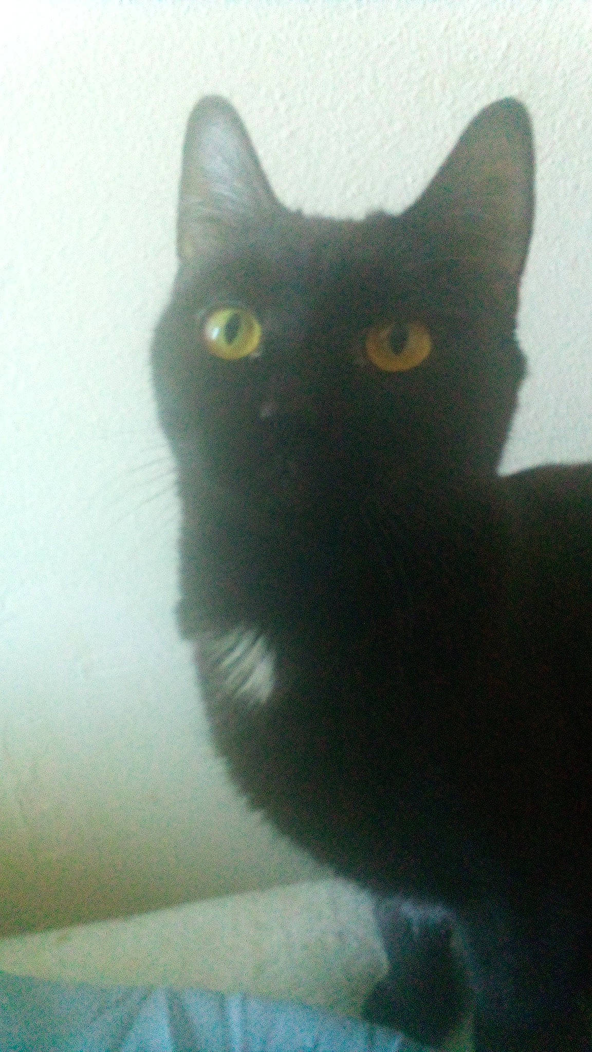 Rastah Lou Haze is registered to the contest to win money with this photo: black_cat, bombay, carnivore, cat, domestic_short_haired_cat, felidae, fur, small_to_medium_sized_cats, snout, tail, terrestrial_animal, whiskers