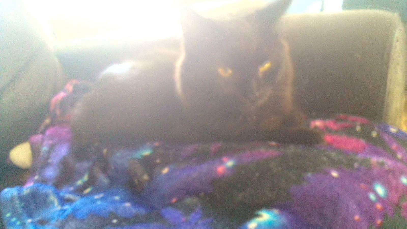 Enrika Lunafae Stardust joined the competition — help win amazing prizes! carnivore, cat, domestic_short_haired_cat, electric_blue, event, fawn, felidae, fur, grass, lens_flare, magenta, sky, small_to_medium_sized_cats, tail, whiskers, window