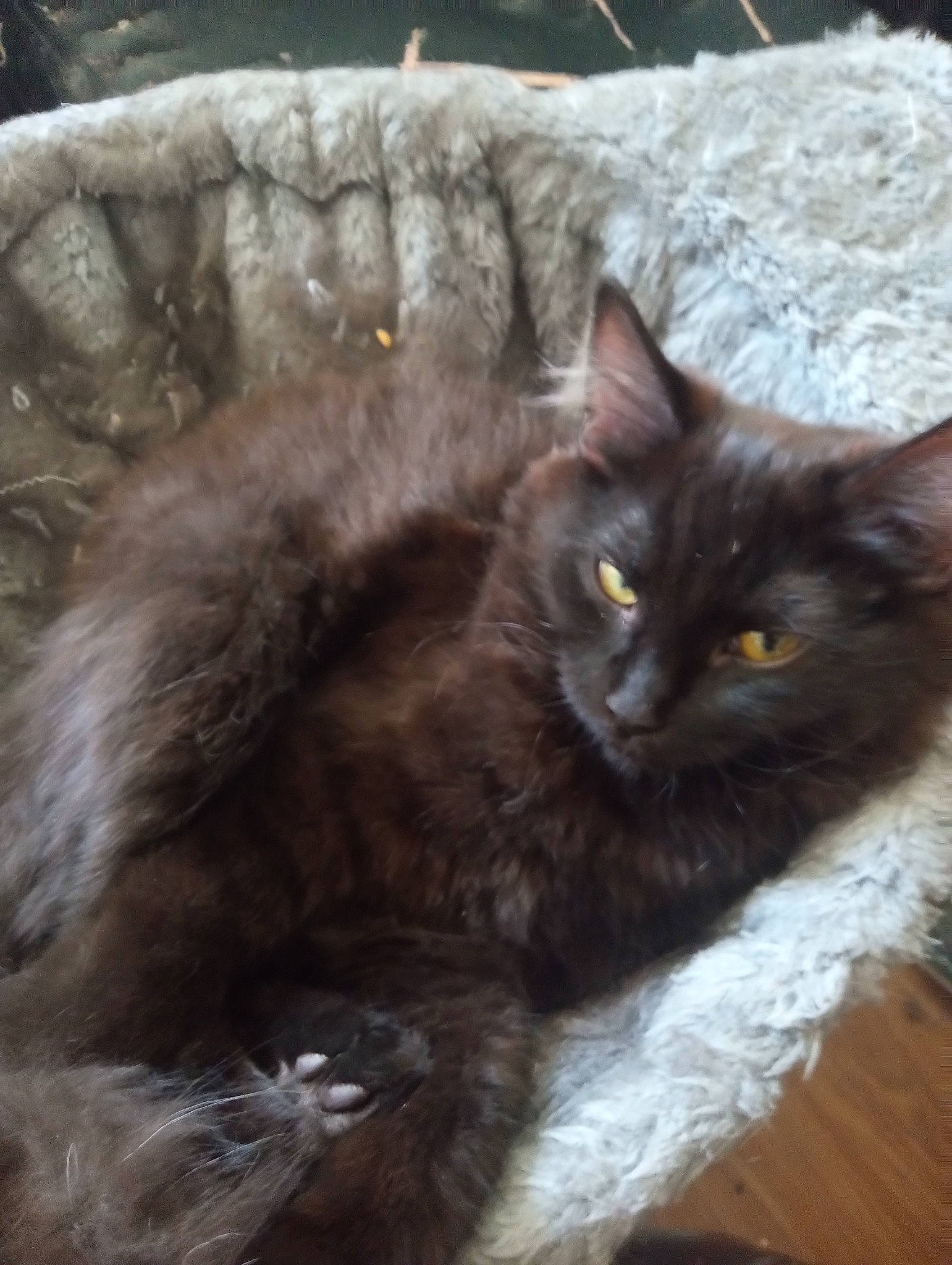 Enrika Lunafae Stardust is registered to the contest to win money with this photo: black_cat, carnivore, cat, claw, domestic_short_haired_cat, felidae, fur, grey, small_to_medium_sized_cats, tail, terrestrial_animal, whiskers, wood