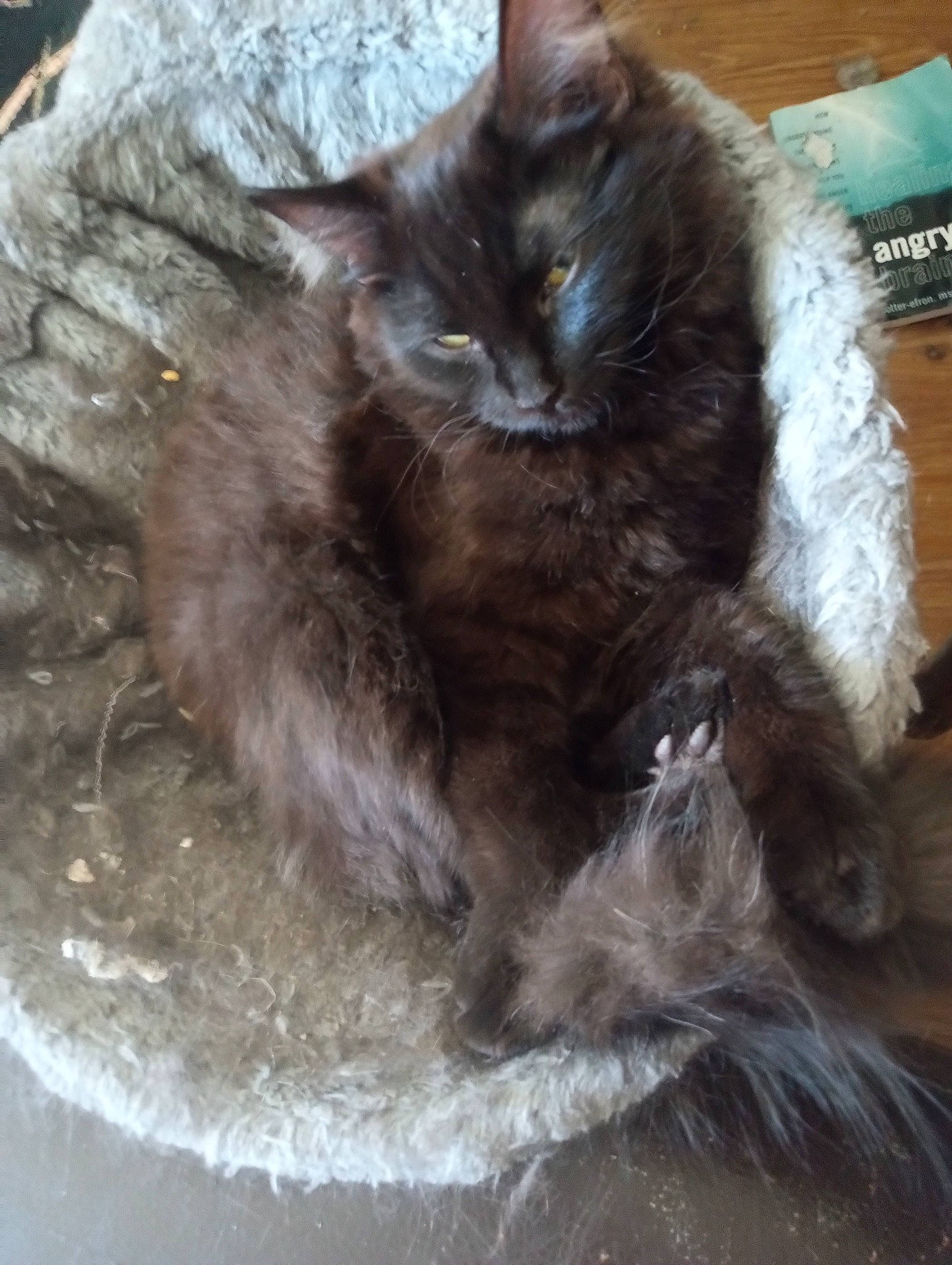 Enrika Lunafae Stardust joined the competition — help win amazing prizes! black_cat, british_longhair, carnivore, cat, claw, comfort, domestic_short_haired_cat, fawn, felidae, fur, paw, small_to_medium_sized_cats, snout, tail, terrestrial_animal, whiskers