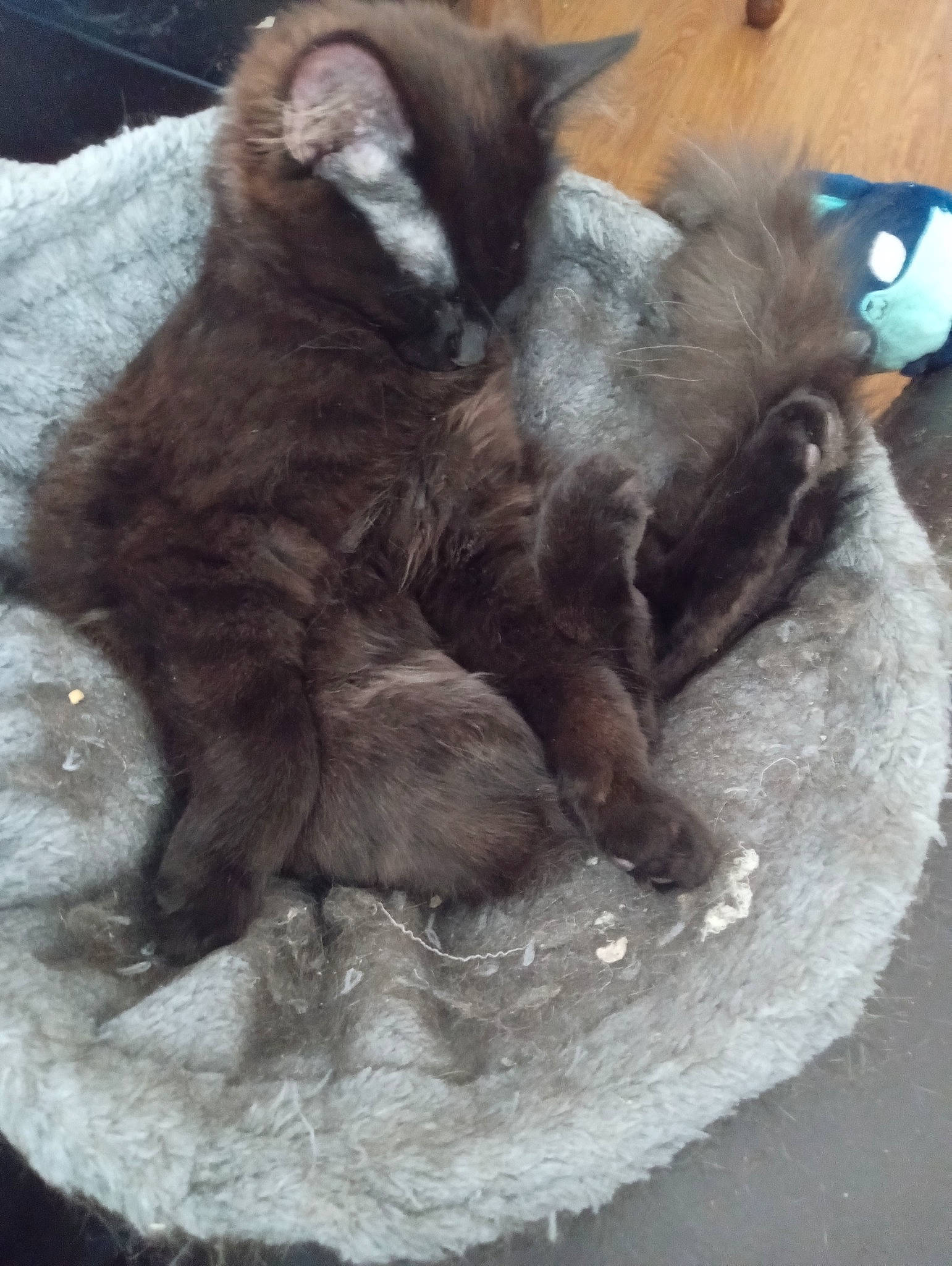 Enrika Lunafae Stardust joined the competition — help win amazing prizes! black_cat, canidae, carnivore, cat, cat_supply, claw, comfort, companion_dog, dog_breed, domestic_short_haired_cat, fawn, felidae, fur, grey, liver, paw, small_to_medium_sized_cats, tail, terrestrial_animal, whiskers