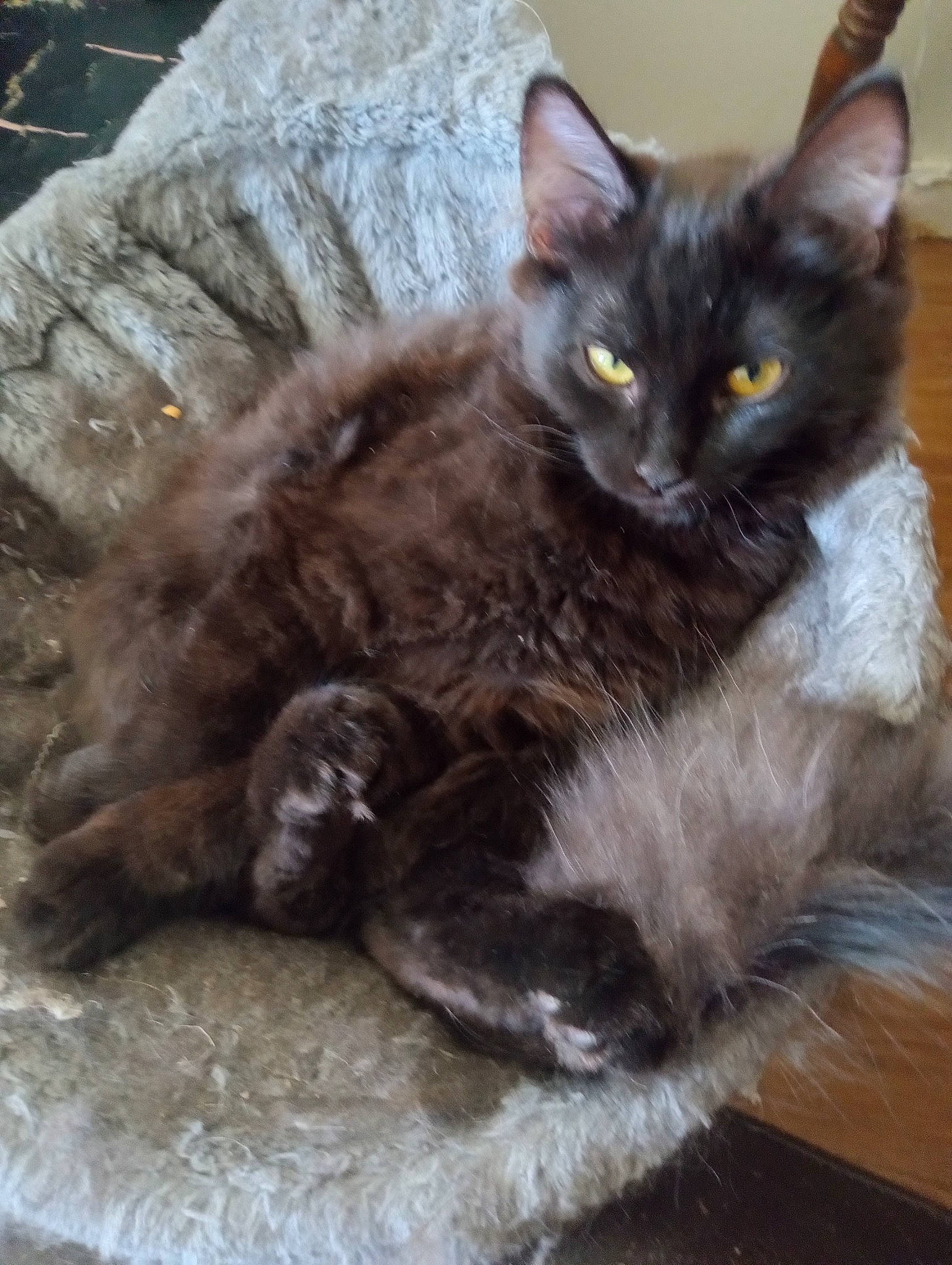 Enrika Lunafae Stardust