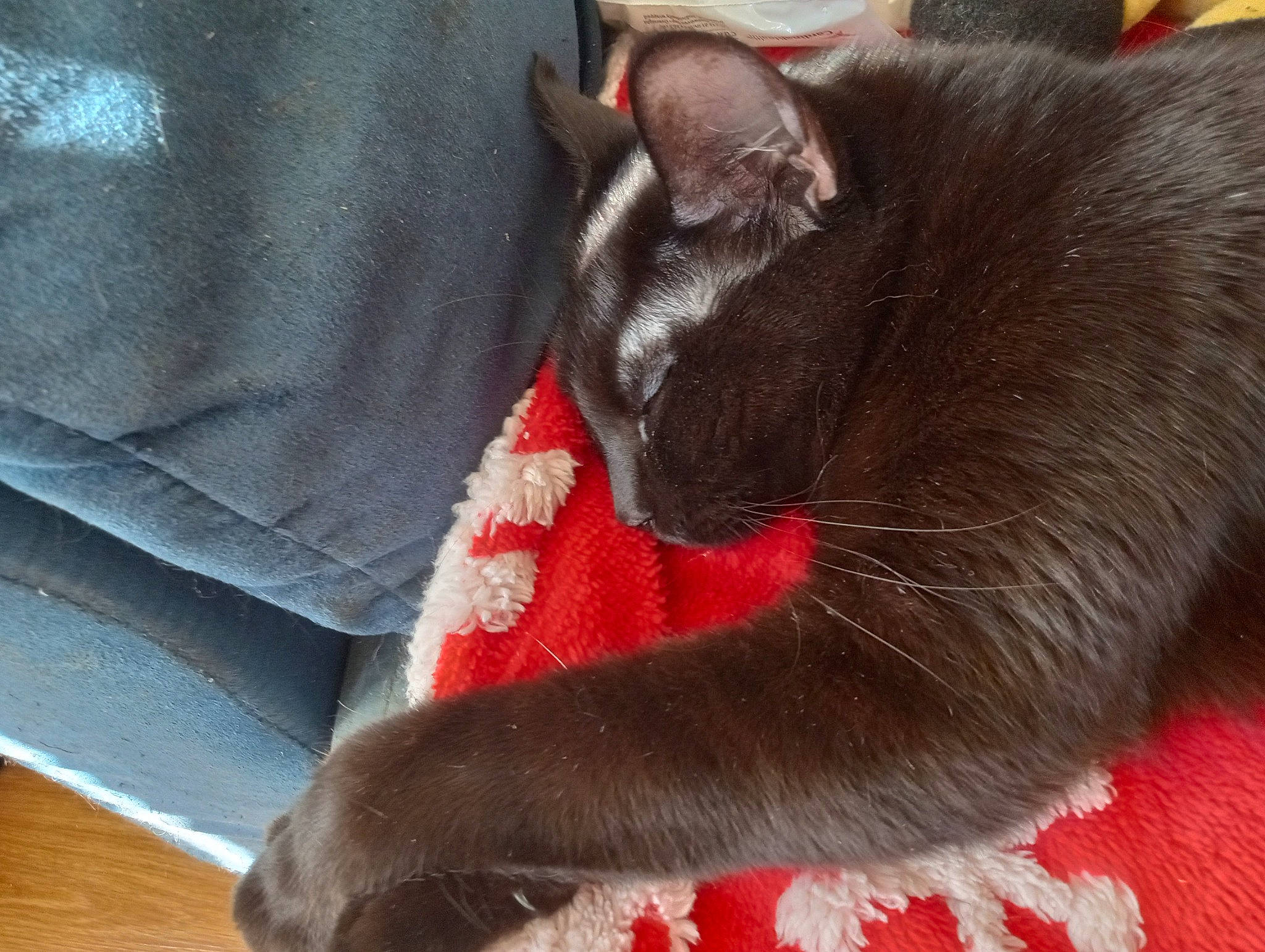 Ashoka Lemon Haze is registered to the contest to win money with this photo: black_cat, bombay, carmine, carnivore, cat, cat_supply, claw, comfort, domestic_short_haired_cat, fawn, felidae, fur, grey, hardwood, nap, paw, pet_supply, small_to_medium_sized_cats, tail, whiskers