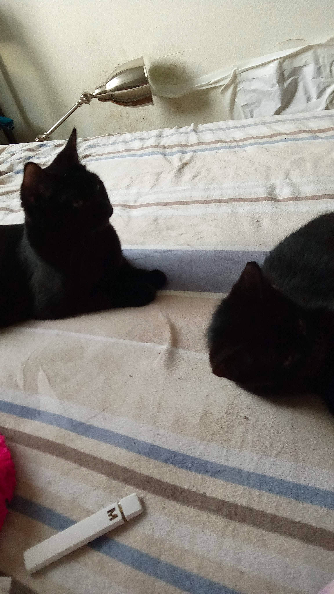 Ashoka Lemon Haze is registered to the contest to win money with this photo: black_cat, bombay, carnivore, cat, comfort, domestic_short_haired_cat, felidae, floor, flooring, fur, grey, hardwood, linens, small_to_medium_sized_cats, snout, tail, tints_and_shades, whiskers, window, wood