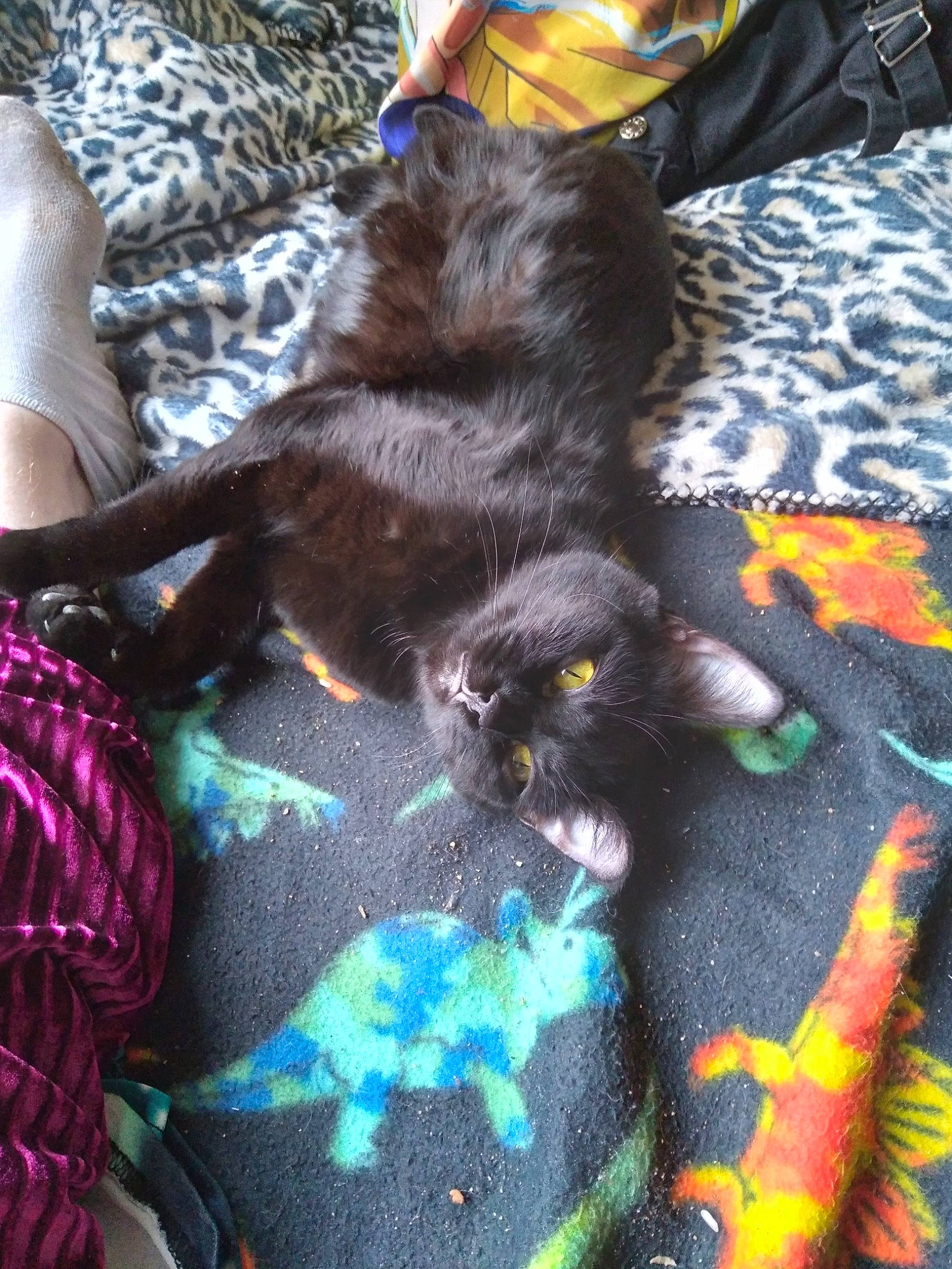 Ashoka Lemon Haze joined the competition — help win amazing prizes! black_cat, blanket, bombay, carnivore, cat, claw, comfort, companion_dog, dog_breed, domestic_short_haired_cat, felidae, fur, linens, pattern, paw, small_to_medium_sized_cats, tail, terrestrial_animal, textile, whiskers