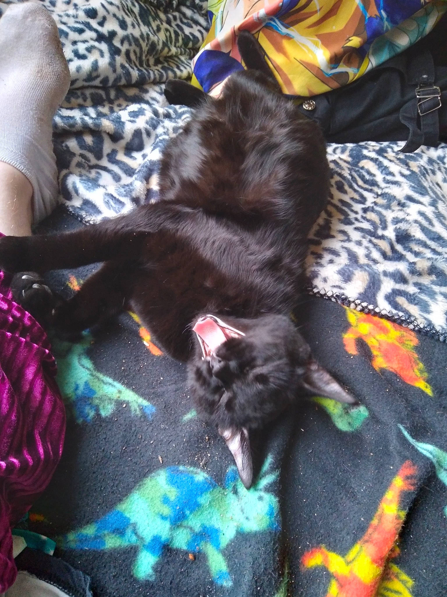 Ashoka Lemon Haze is registered to the contest to win money with this photo: black_cat, carnivore, cat, comfort, companion_dog, dog_breed, domestic_short_haired_cat, electric_blue, felidae, fur, human_leg, linens, magenta, pattern, paw, small_to_medium_sized_cats, sporting_group, tail, textile, whiskers