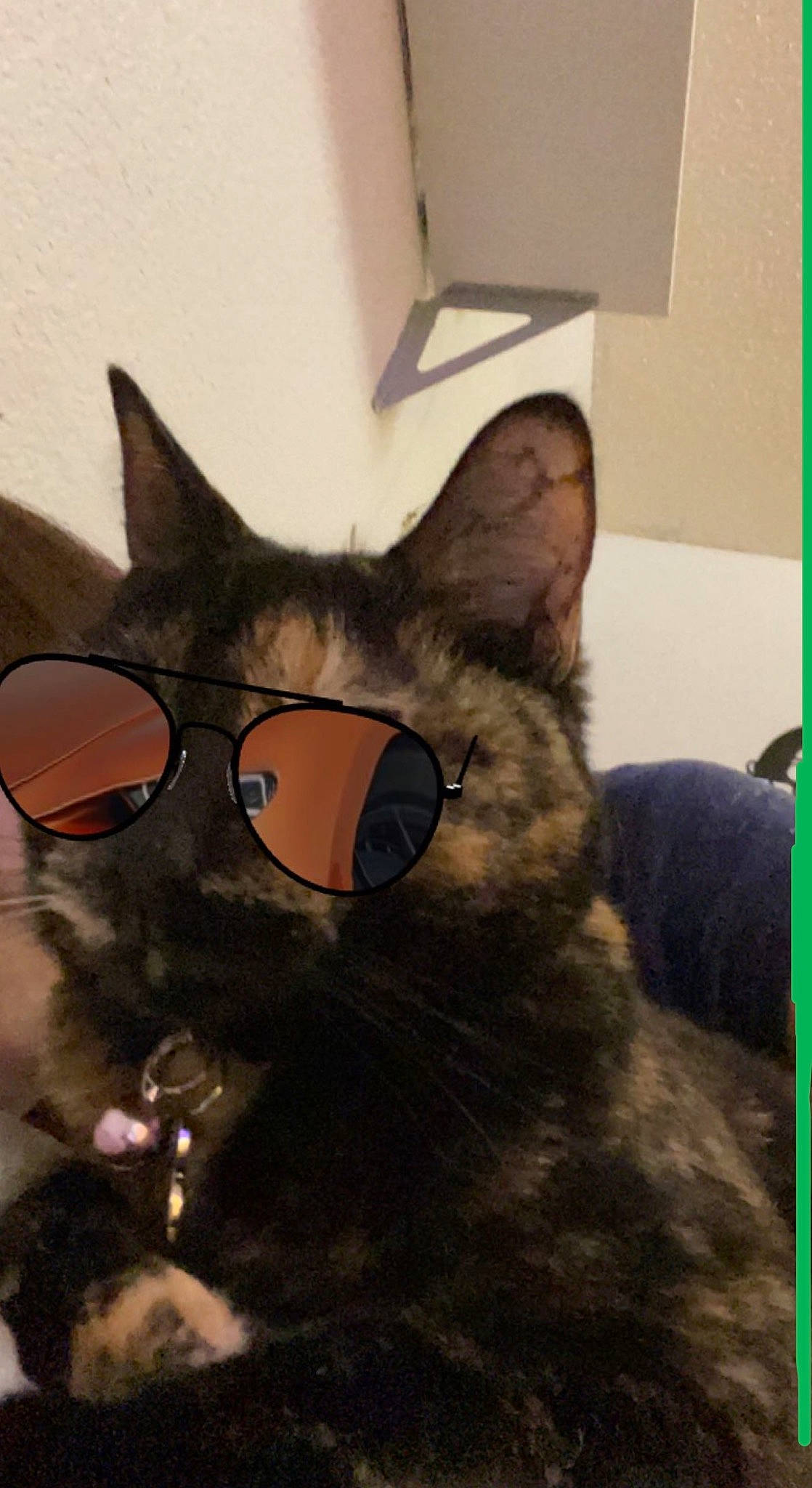 Haru is registered to the contest to win money with this photo: carnivore, cat, comfort, domestic_short_haired_cat, eyewear, felidae, fur, glasses, paw, personal_protective_equipment, rectangle, small_to_medium_sized_cats, snout, square, tail, vision_care, whiskers