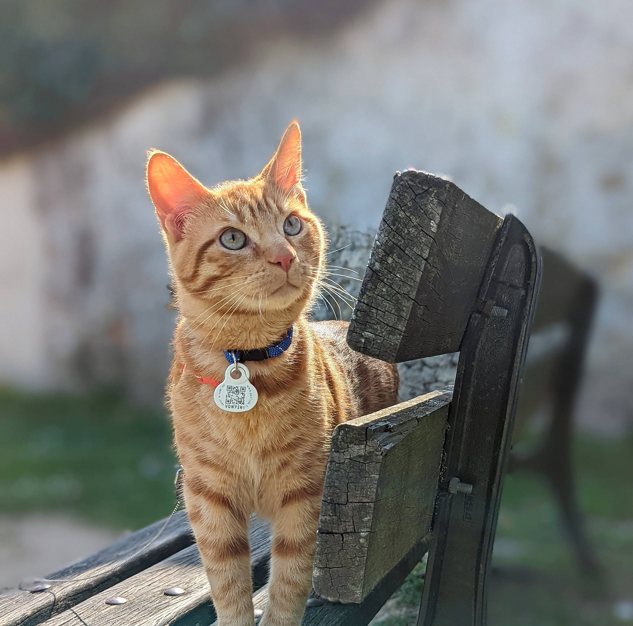 Crocus participe au concours pour gagner de l'argent avec cette photo : carnivore, cat, claw, domestic_short_haired_cat, eye, fawn, felidae, fur, grass, paw, sitting, small_to_medium_sized_cats, snout, tail, terrestrial_animal, whiskers, wildlife, wood