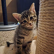 Gigi And Rami joined the competition — help win amazing prizes! kitten, tabby, cat, pet, indoor, curious, scratching_post, carpet, toy, feline, young, cute, animal, fur, whiskers, ears, playful, closeup, domestic, floor